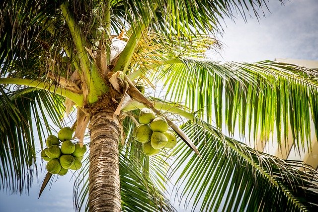 Quels sont les avantages d’un paillasson en coco ?